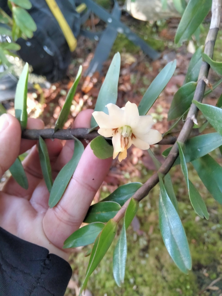 Dendrobium moquetteanum J.J.Sm.