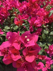 Bougainvillea