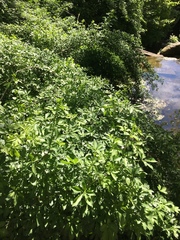 Eleutherococcus sieboldianus