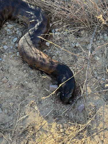 Black-headed Python