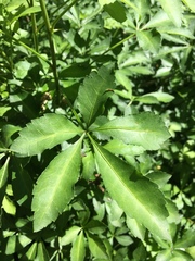 Eleutherococcus sieboldianus