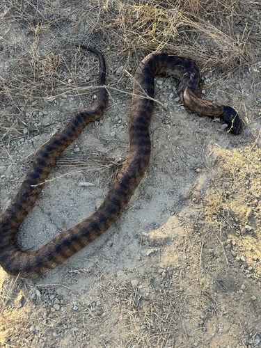 Black-headed Python
