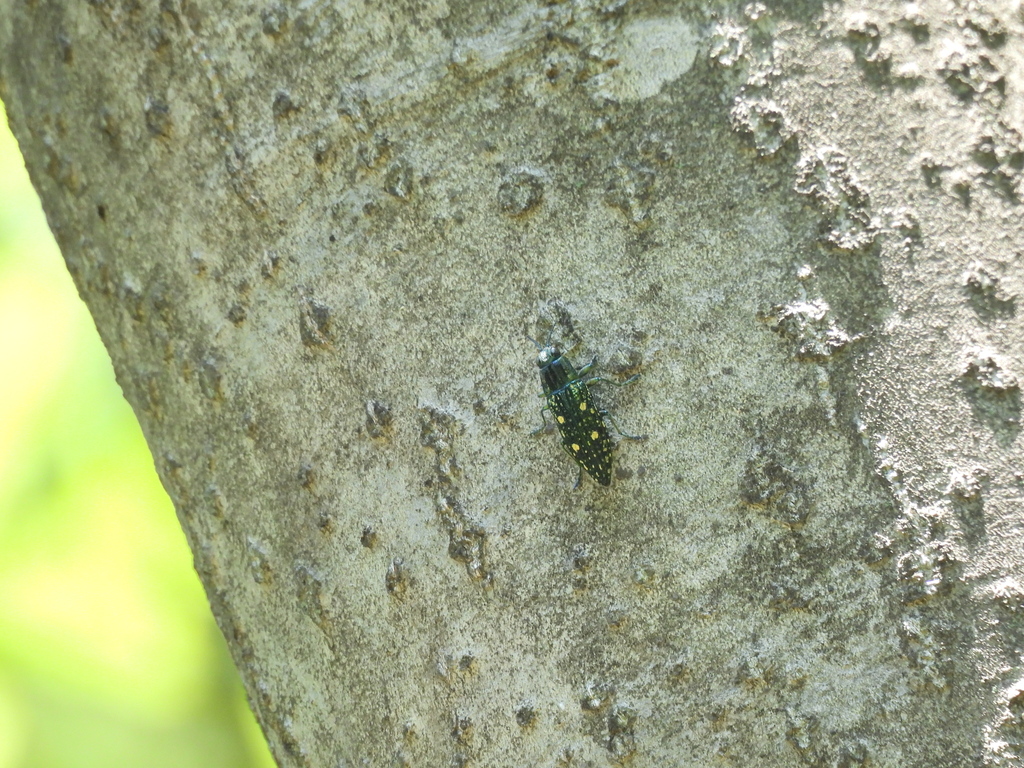 アオマダラタマムシ / Nipponobuprestis (Nipponobuprestis) amabilis