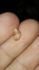 Nassarius jonasii