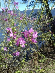 Rhododendron ledebourii