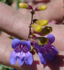 Penstemon azureus