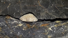 Diodora lineata