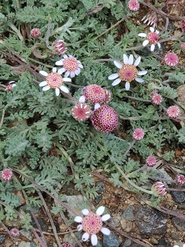 Anthemis plutonia