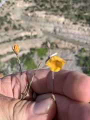 Linum berlandieri filifolium