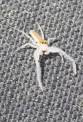 White-jawed Jumping Spider, Best Rd, West Sand Lake, NY, US, photo 9 of 10