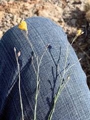 Linum berlandieri filifolium