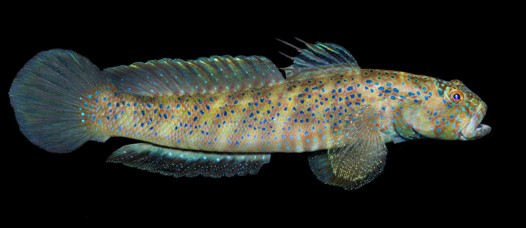 Insignia shrimpgoby (Cryptocentroides insignis) — Gobiidae