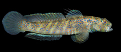 Insignia Prawngoby photo 1