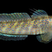 Insignia Prawn-Goby - Photo (c) Nick Volpe, some rights reserved (CC BY-NC), uploaded by Nick Volpe