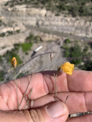 Linum berlandieri filifolium