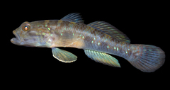 Spotted Green Goby photo 4