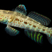 Bluespotted Shrimpgoby - Photo (c) Nick Volpe, some rights reserved (CC BY-NC), uploaded by Nick Volpe