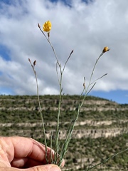 Linum berlandieri filifolium