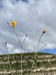 Linum berlandieri filifolium