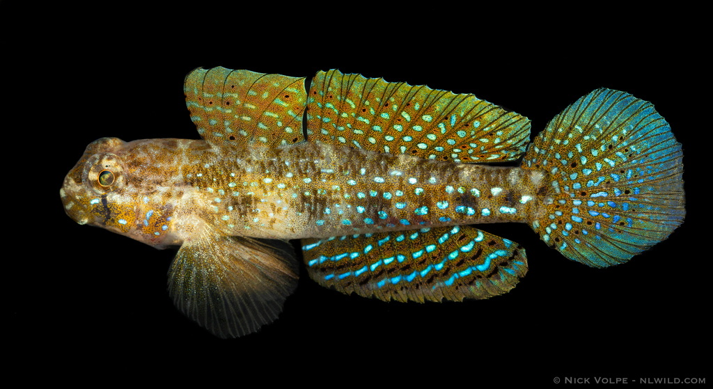 Peacock Sandgoby