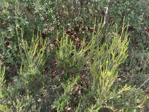 Image of Autumn Heather (Erica manipuliflora) by (c) Vasileia Sef, some rights reserved (CC BY)