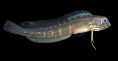 Fang-Toothed Blenny photo 1