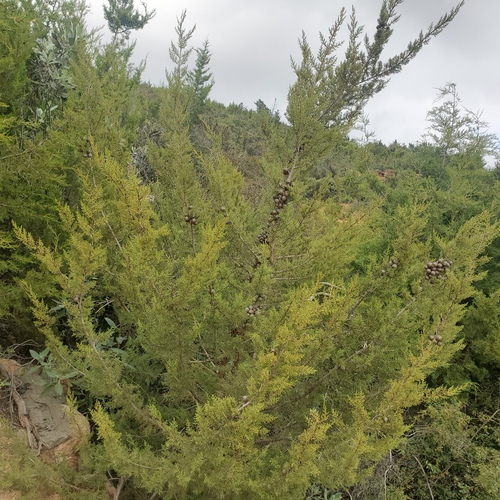Image of Hesperocyparis forbesii by no rights reserved