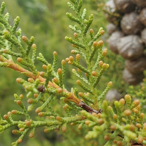 Image of Hesperocyparis forbesii by no rights reserved
