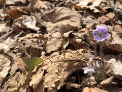 Hepatica americana