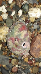 Haliotis coccoradiata