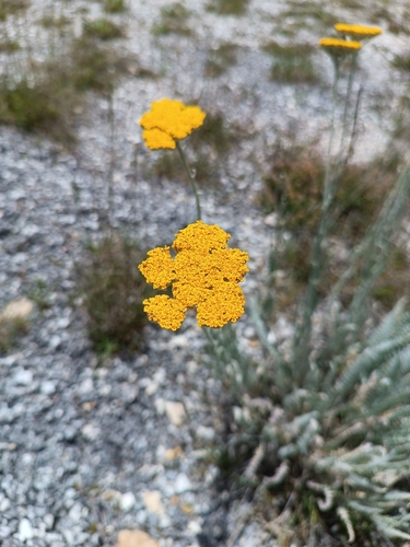 Image of Achillea clypeolata by (c) Vasileia Sef, some rights reserved (CC BY)