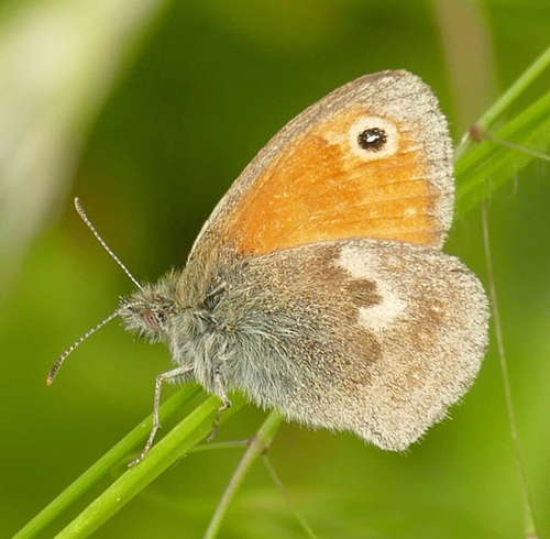 Small heath