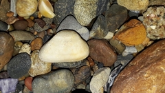 Striarca pisolina