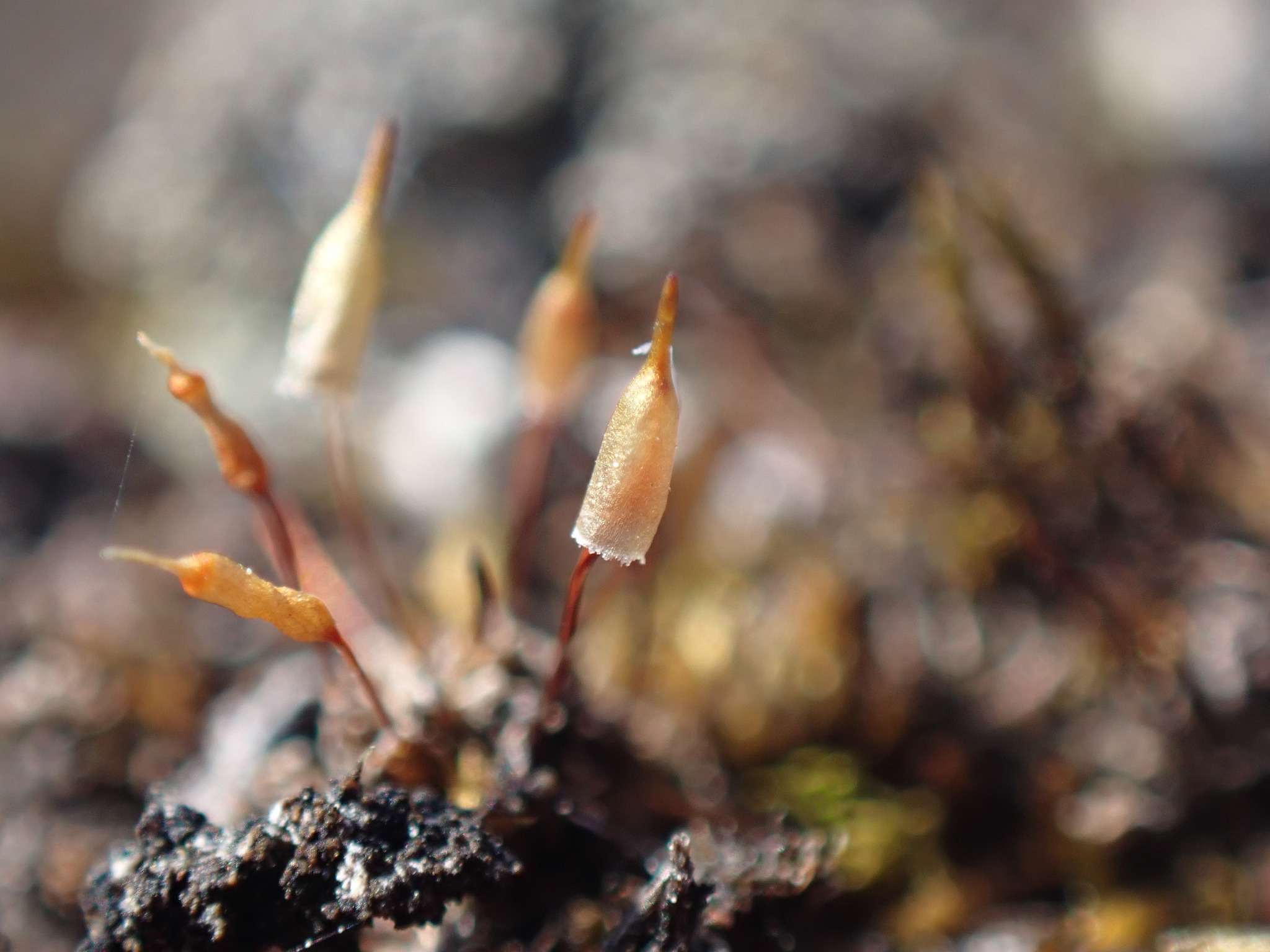 Encalypta mutica