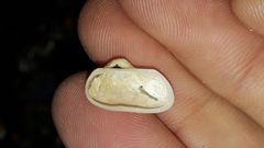 Striarca pisolina