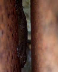 Gehyra mutilata