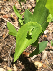 Uvularia perfoliata