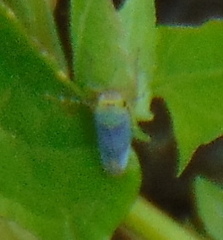 Cicadella