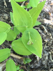 Uvularia perfoliata