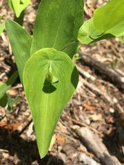 Uvularia perfoliata