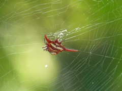 Gasteracantha versicolor