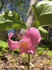 Trillium catesbaei