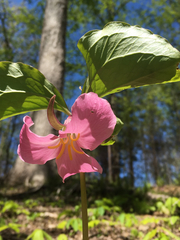 Trillium catesbaei