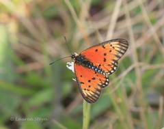 Acraea anacreon