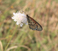 Acraea anacreon