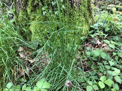 Poa nemoralis