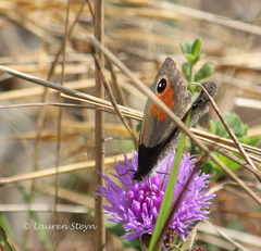 Stygionympha scotina