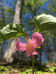 Trillium catesbaei