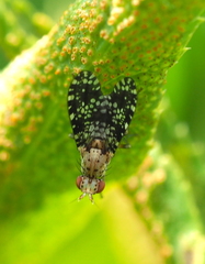 Trypetoptera punctulata