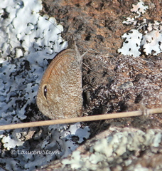 Stygionympha scotina